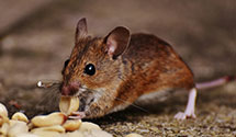 24 Hour & Emergency Exterminators in Port Edwards, WI